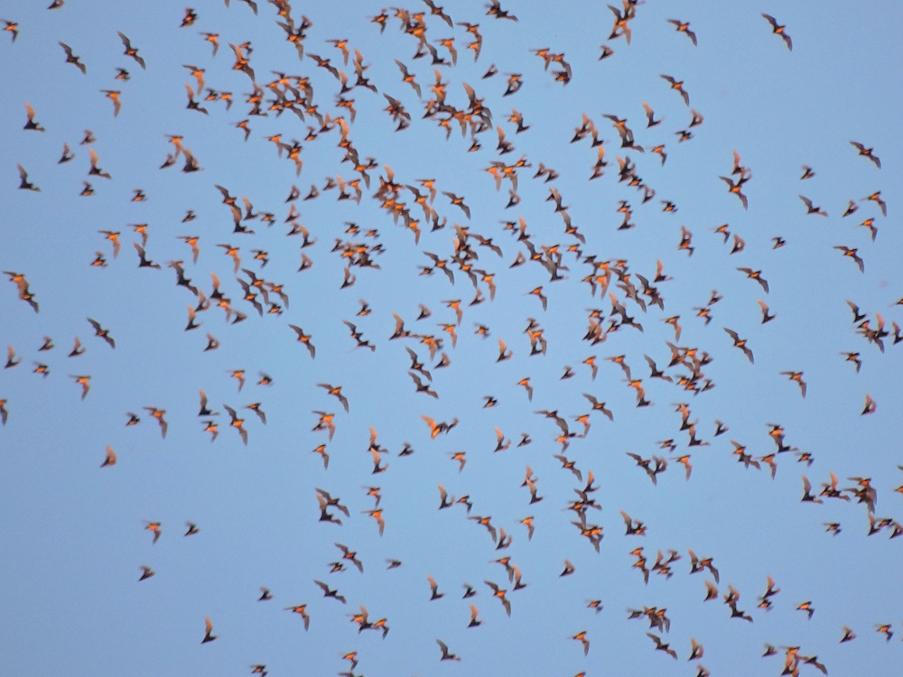 A cloud of bats A cloud of bats