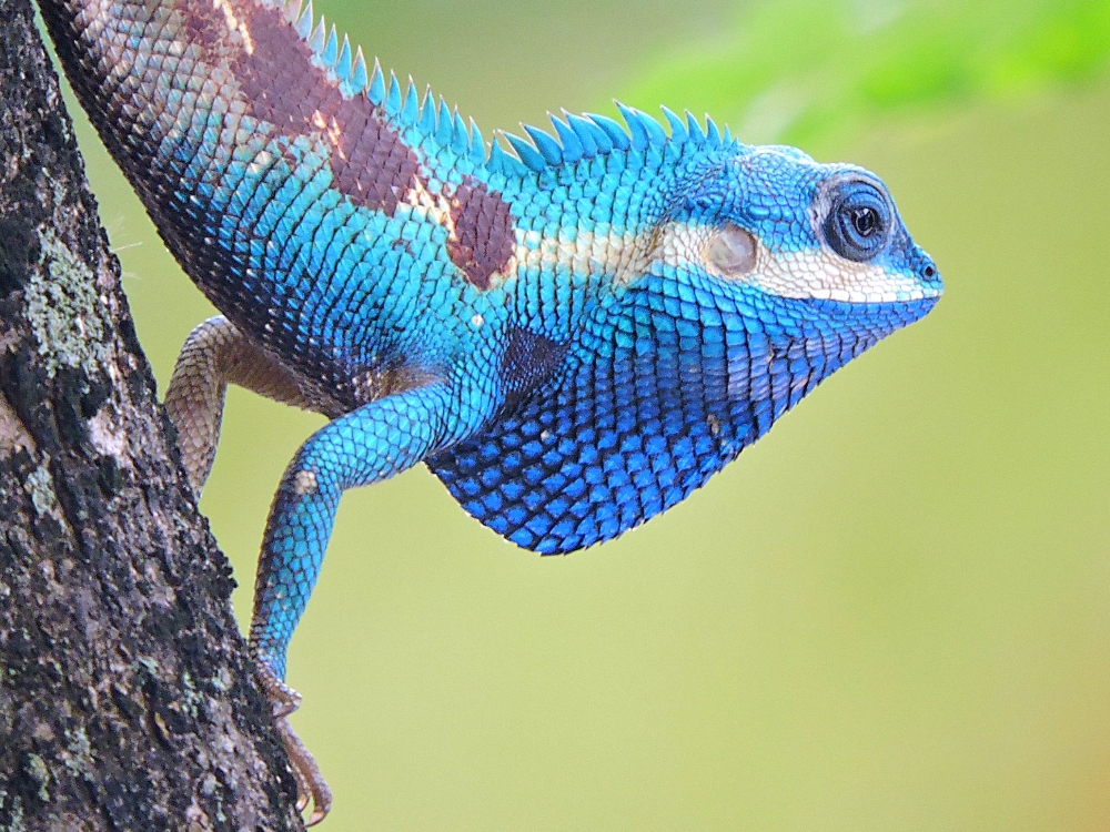  Indochinese Forest Lizard 