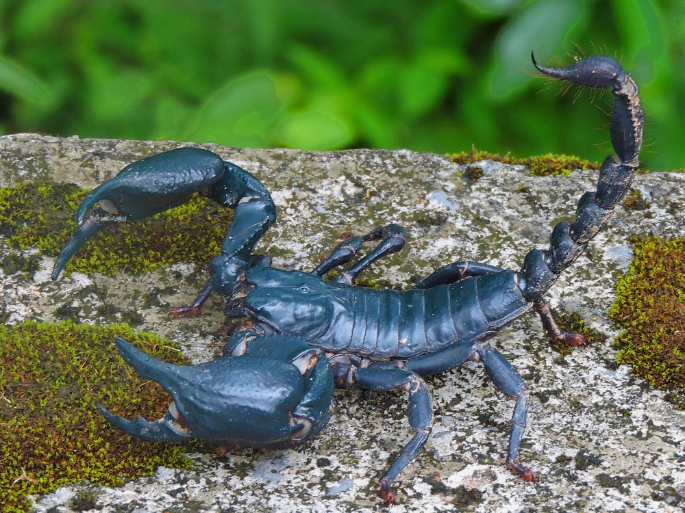  Asian Forest Scorpion 