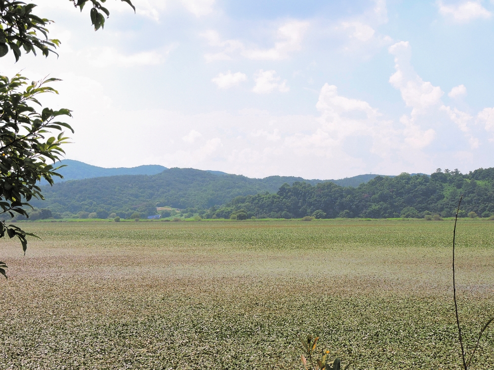 Upo Wetland Upo Wetland