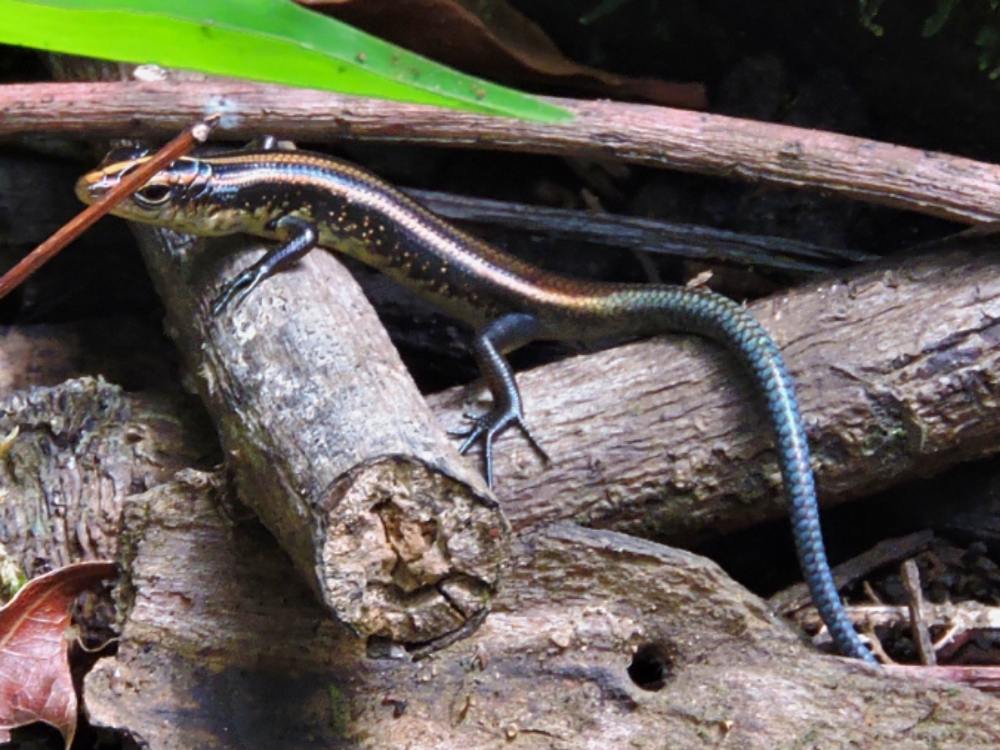  Azure-Tailed Skink 