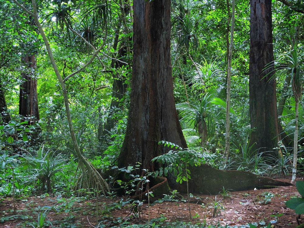  Peleliu forest