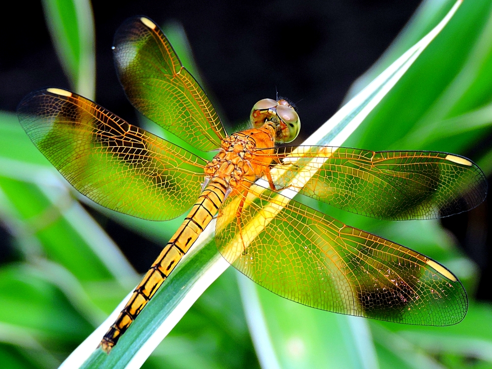  Gold Dragonfly 