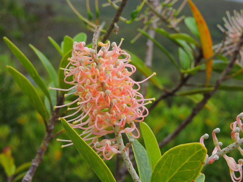  Grevillea Blossom 