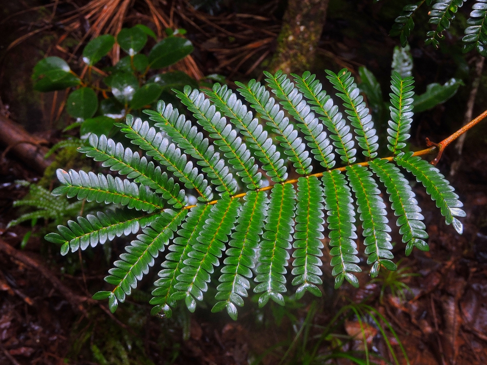  Forest foliage 