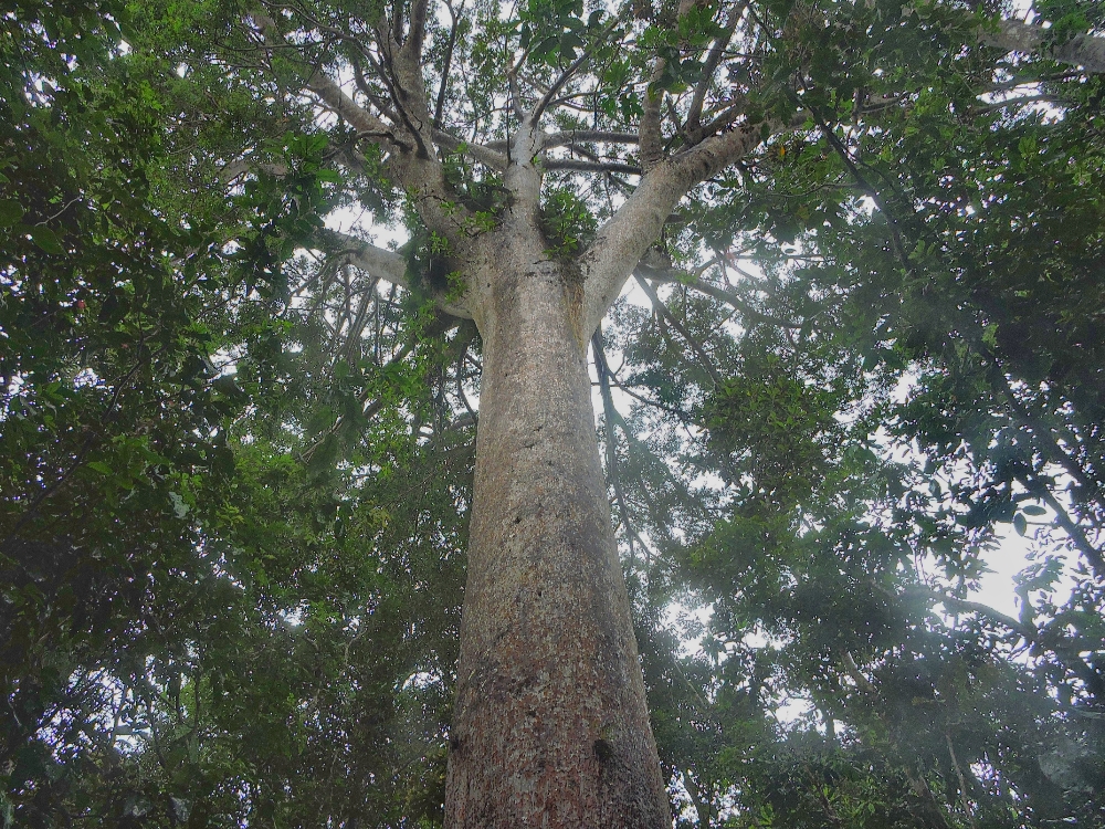  Kauri Tree 