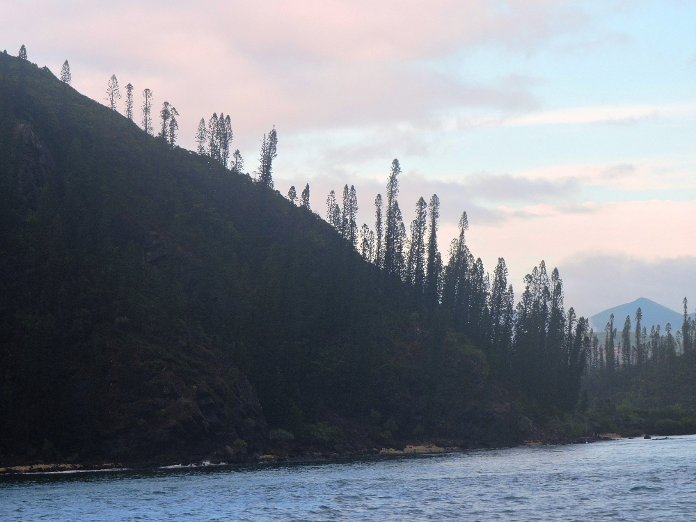  Pines of the Isle of Pines