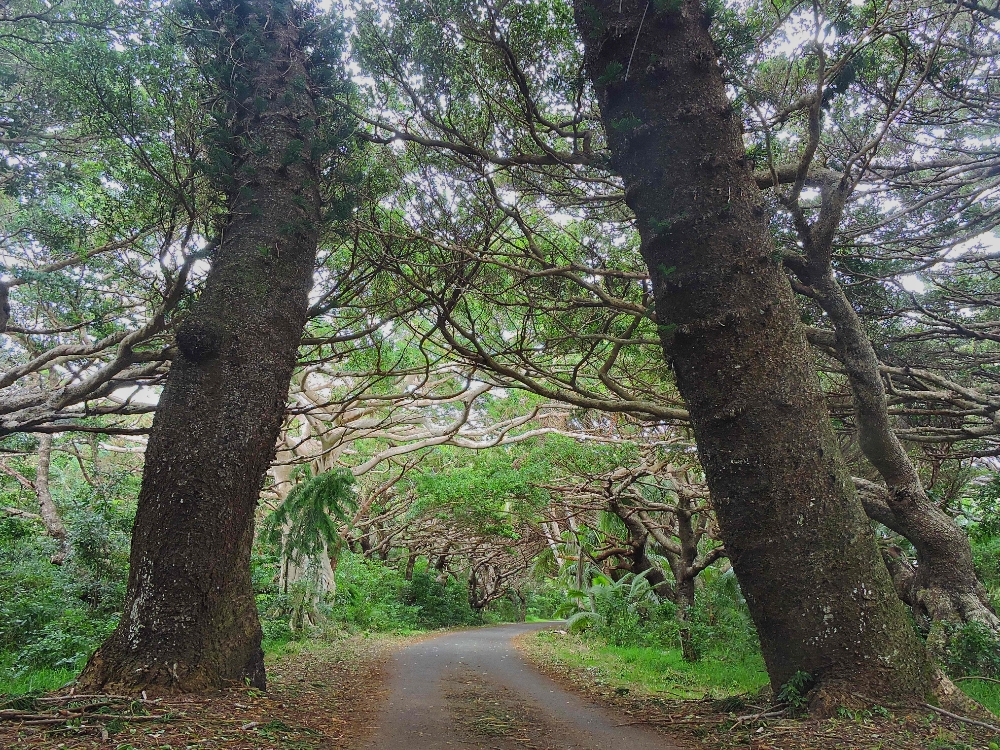  Isle of Pines Forests 