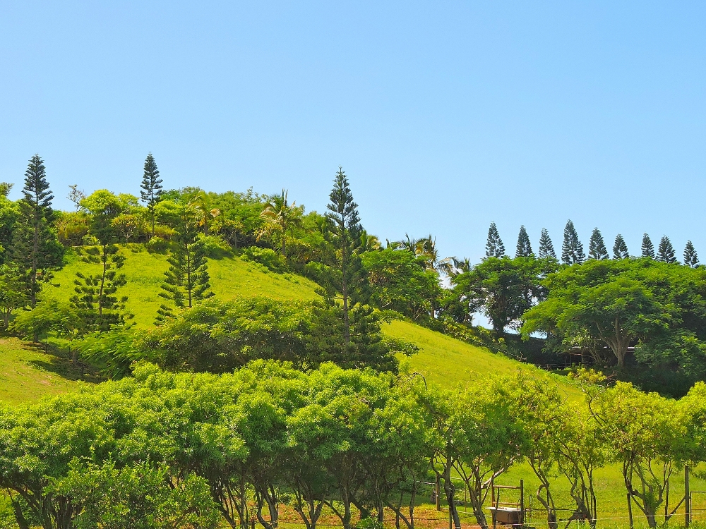  Araucarias in the countryside 