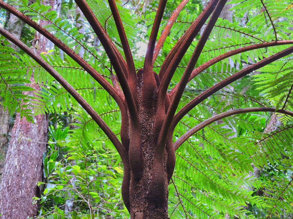  A Big Fern