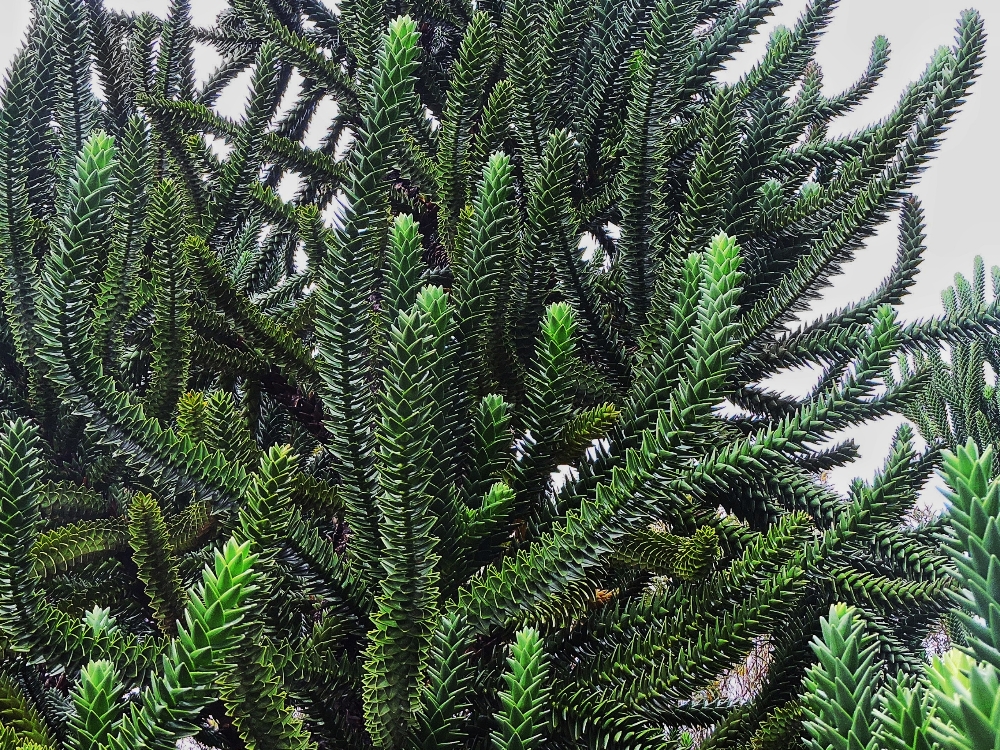  Araucaria Meulleri