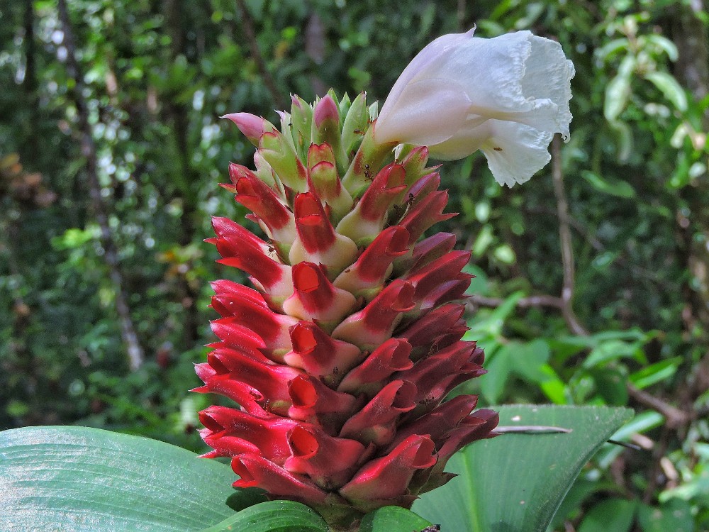  Tropical Flower