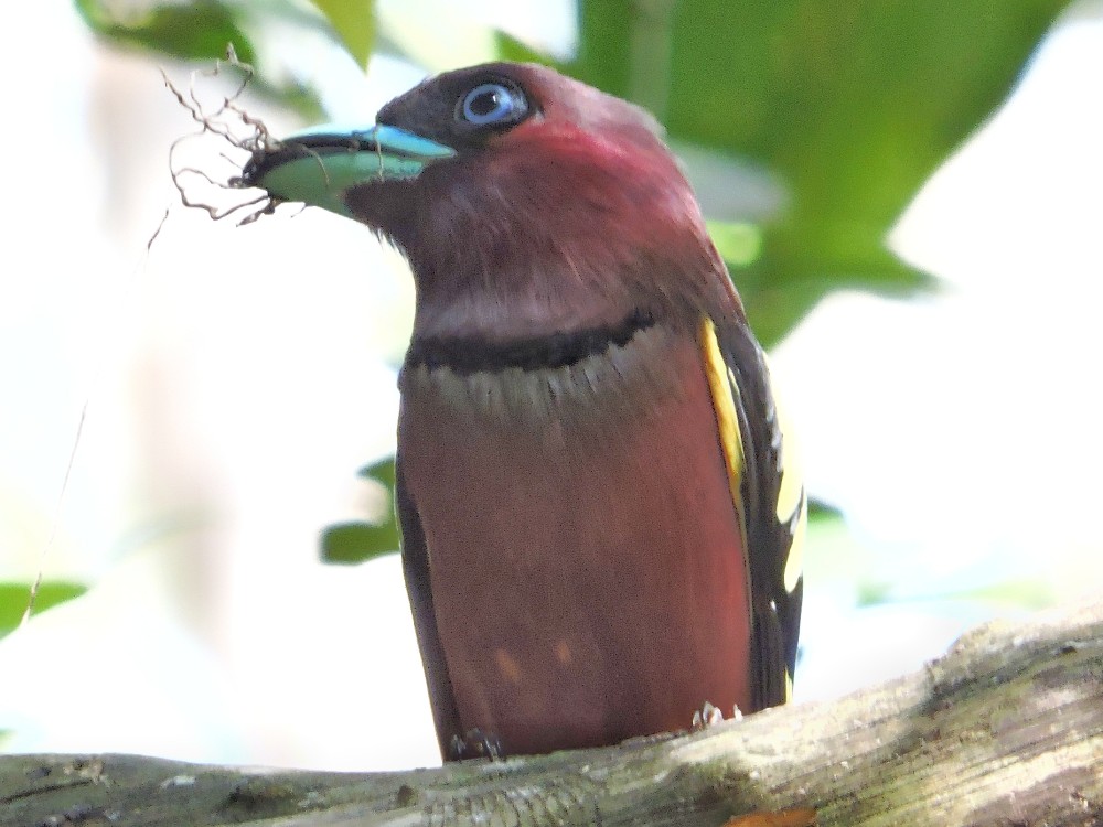  Banded Broadbill 