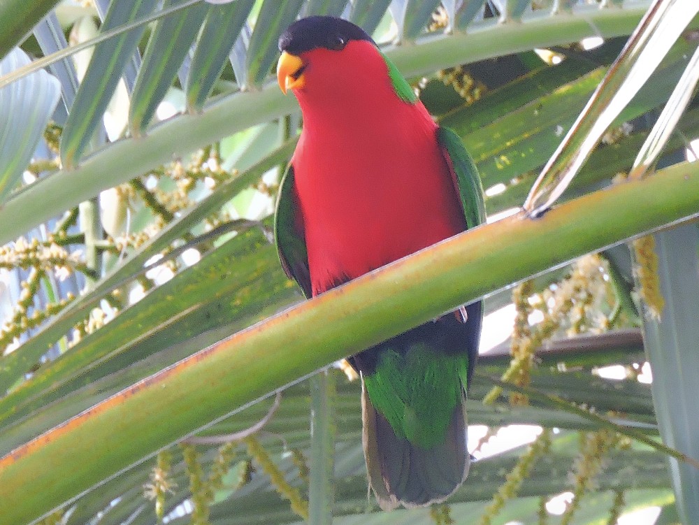  Collared Lory