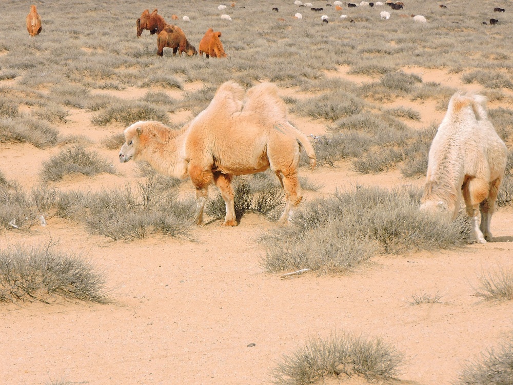  Bactrian Camels
