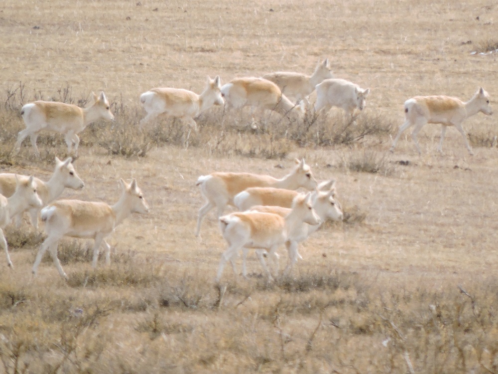 Mongolian Gazelle Mongolian Gazelle