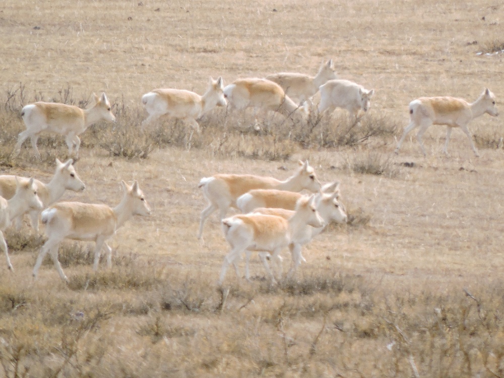  Mongolian Gazelle 