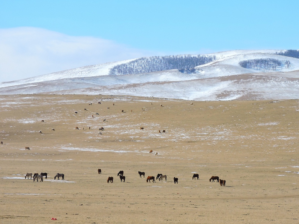 Mongolian Horses Mongolian Horses