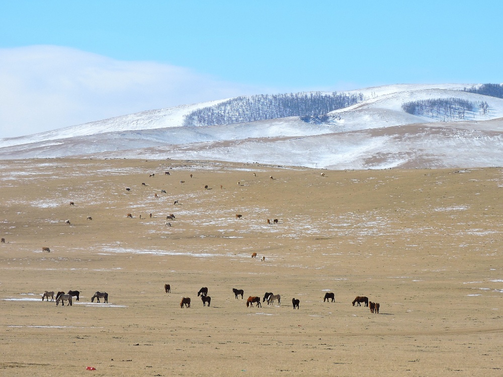  Mongolian Horses 