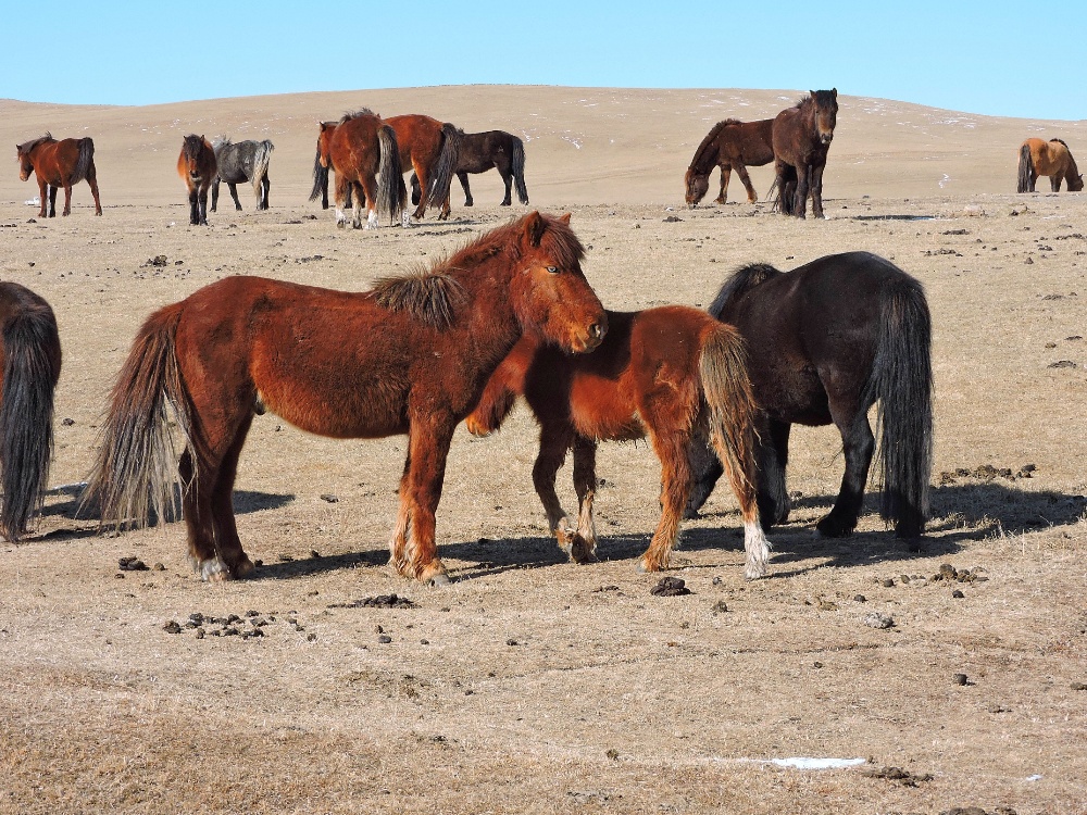  Mongolian Horses 