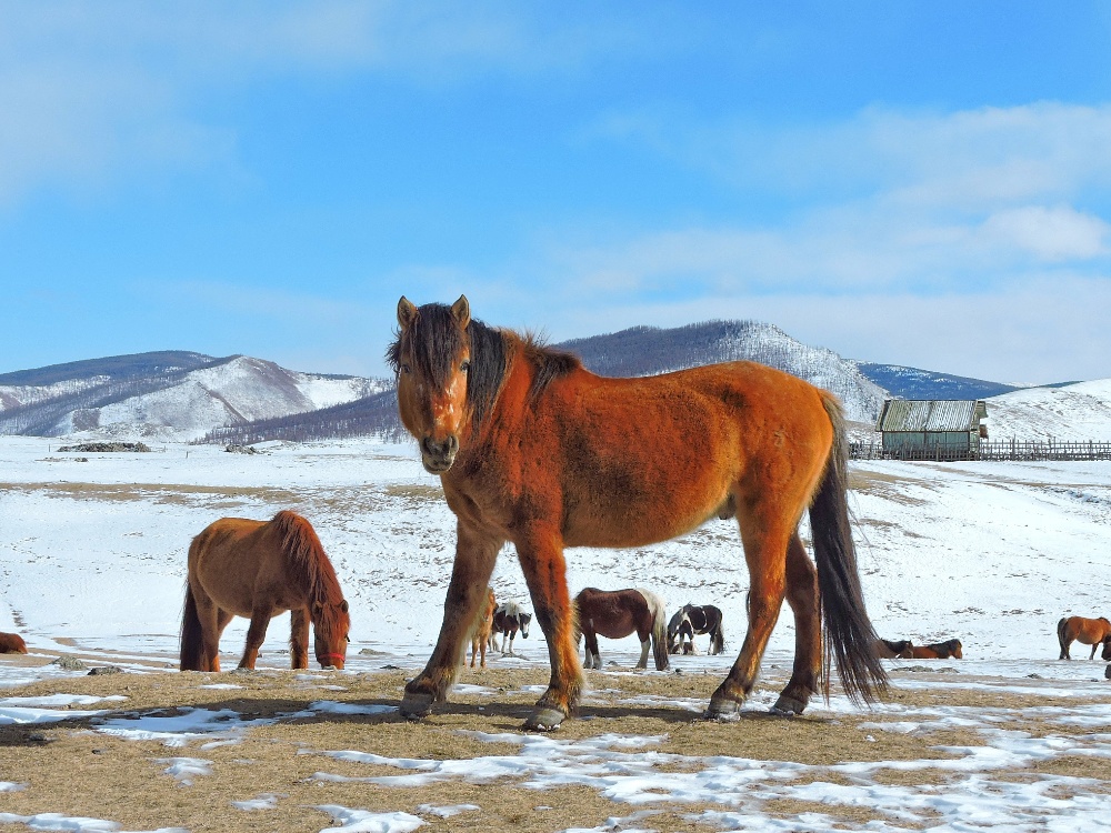  Mongolian Horses 