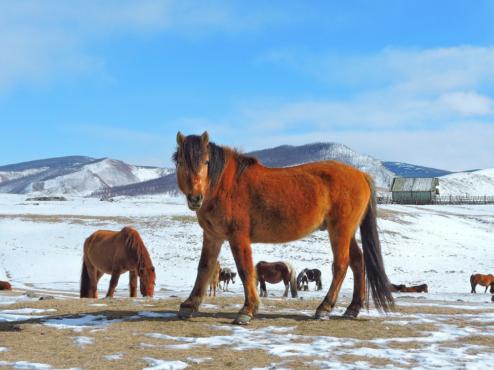 Mongolian Horses Mongolian Horses