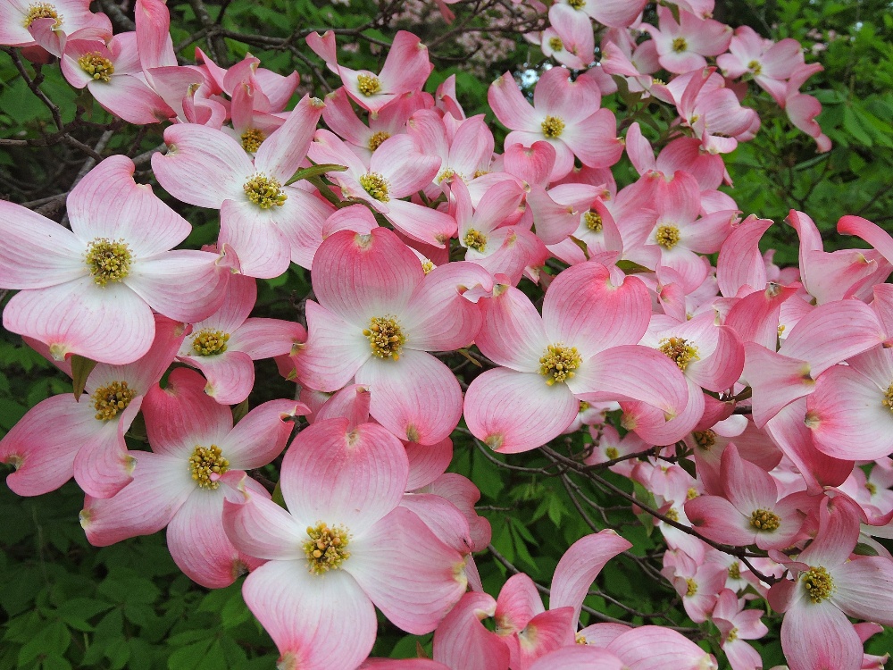  Dogwood blossoms 