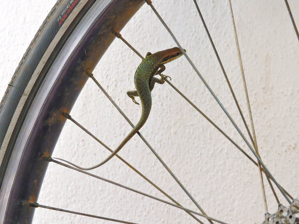 Lizard on Spokes Lizard on Spokes