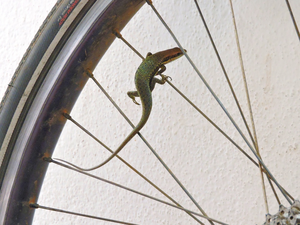  Lizard on Spokes 