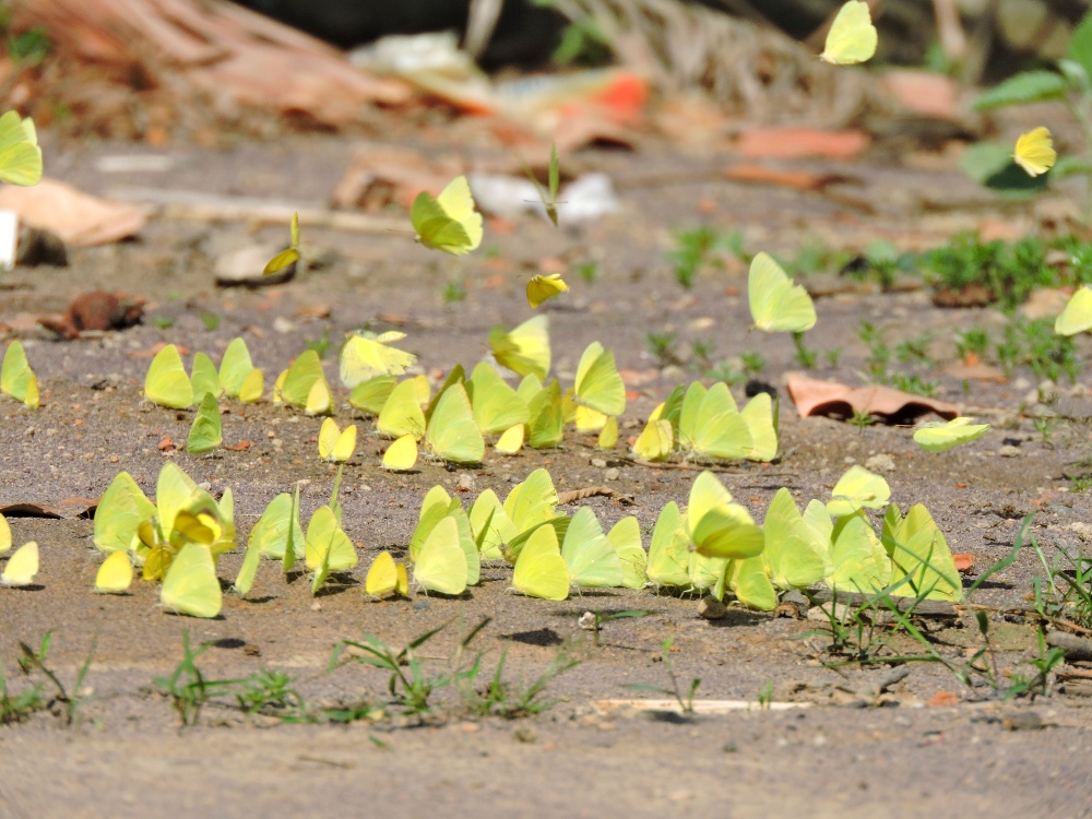  Grass Yellow Butterflies 