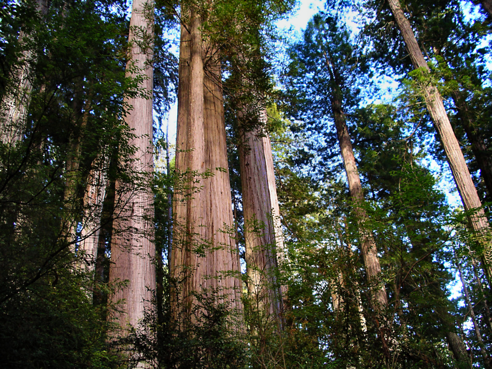 Flint Ridge Redwoods, 2004