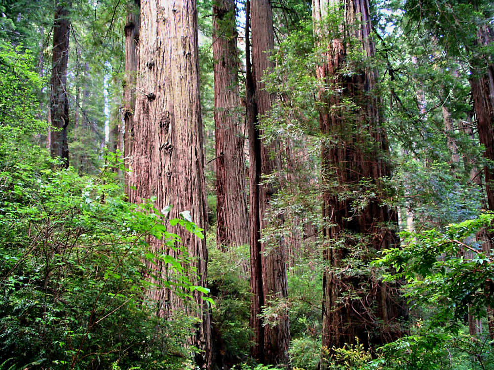 Flint Ridge Redwoods, 2004