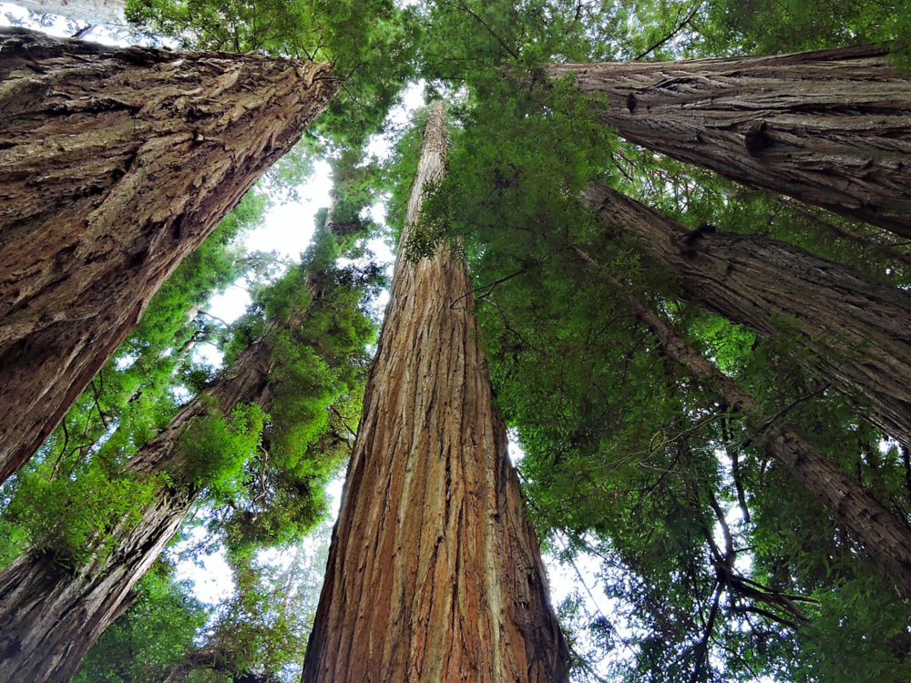 Redwoods at Jedediah Smith State Park