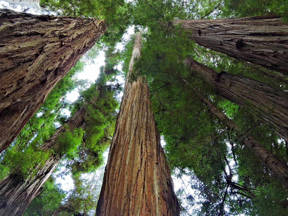 Redwoods at Jedediah Smith State Park Redwoods at Jedediah Smith State Park