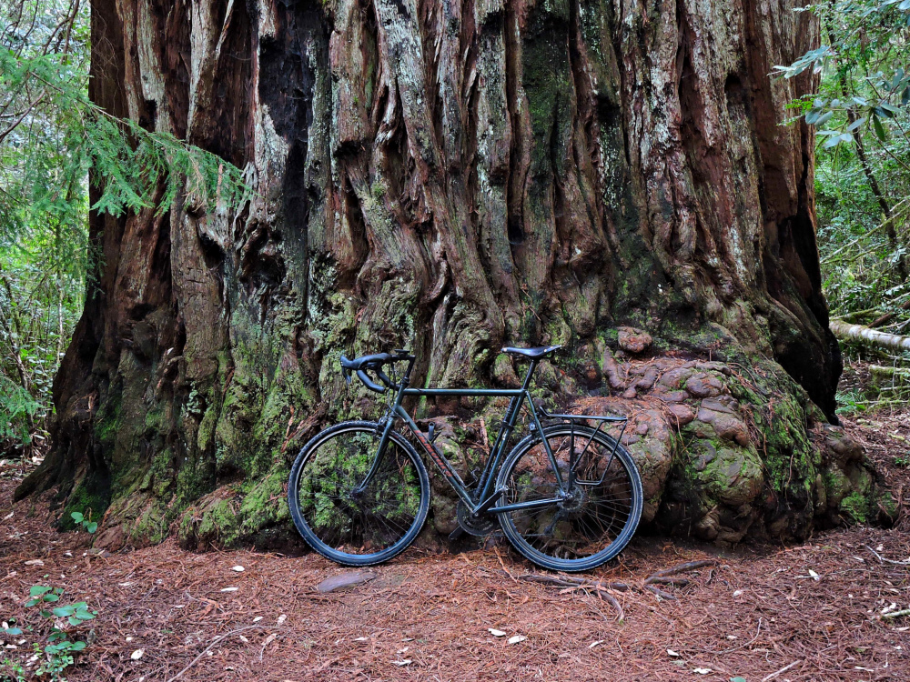 The bike is dwarfed by a big tree
