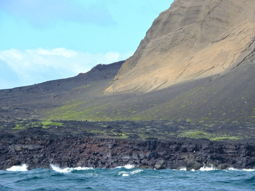 Surtsey plants