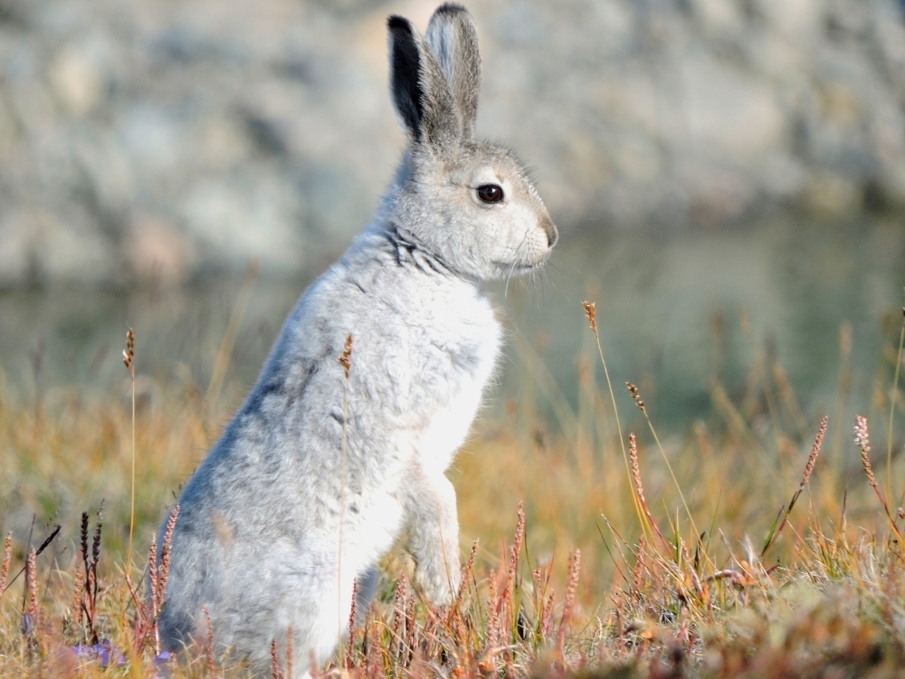 Arctic Hare