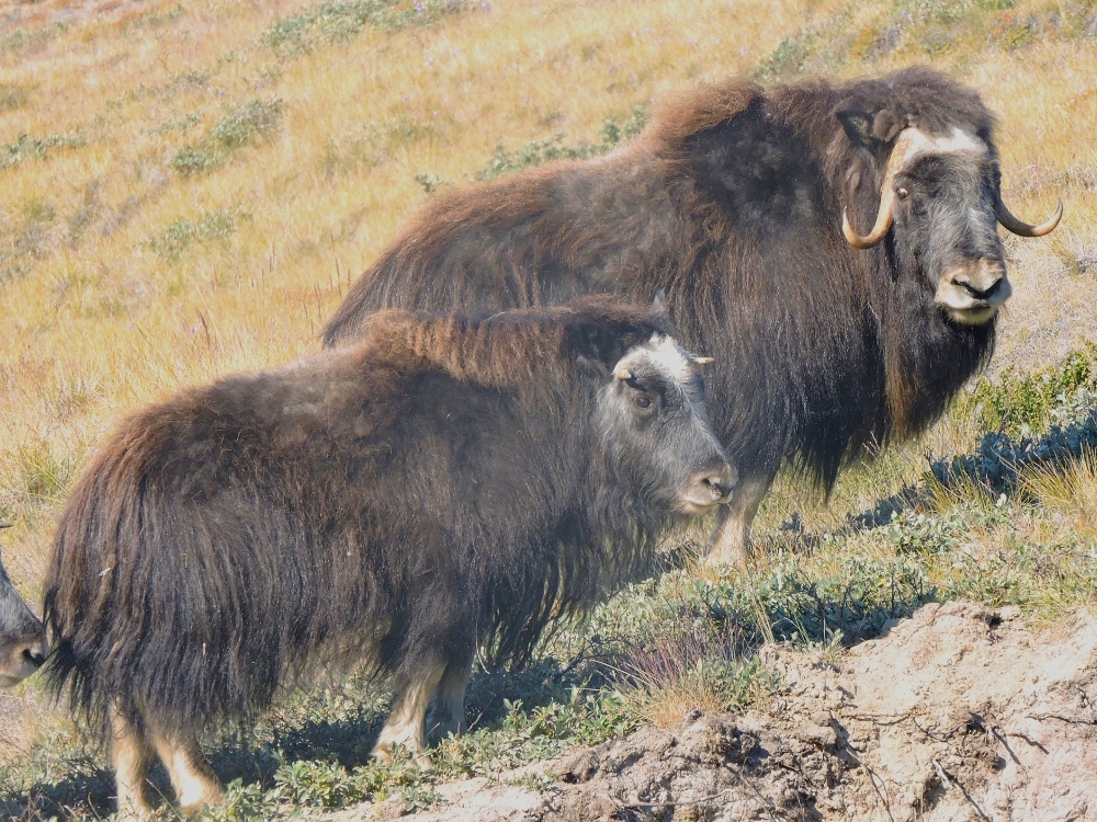 Muskox