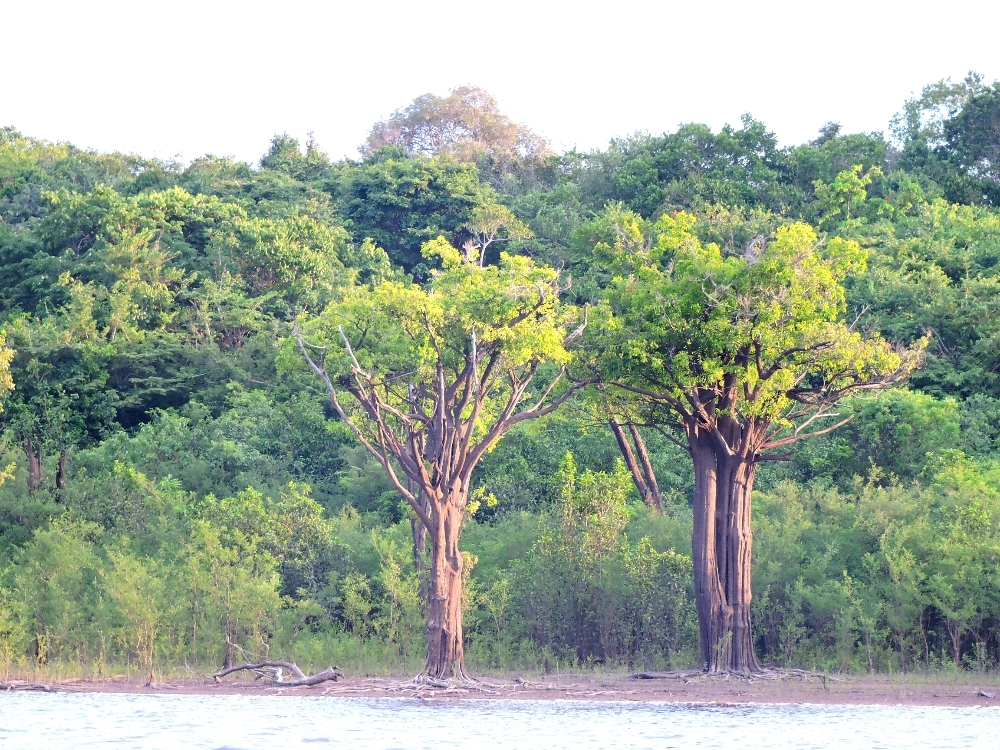 Riverbank trees