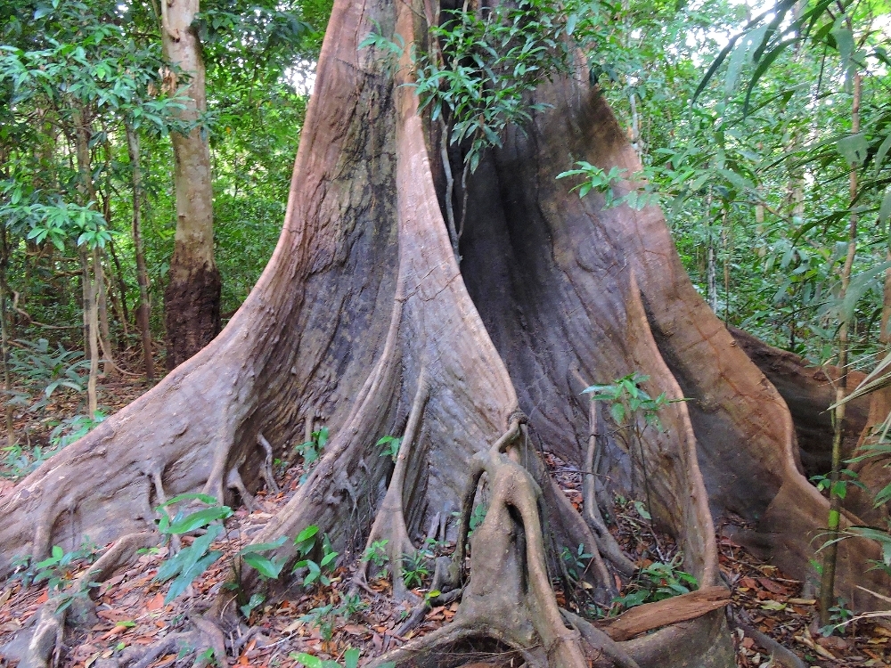 Tree with buttresses Tree wuth buttresses