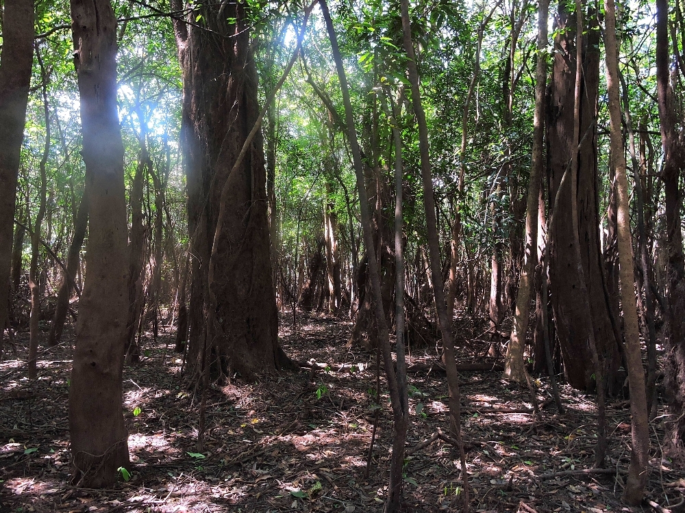 Dry forest Dry forest