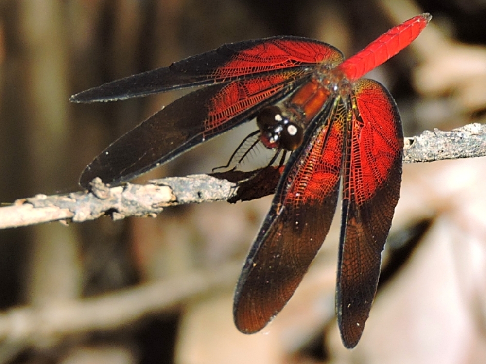 Dragonfly Dragonfly