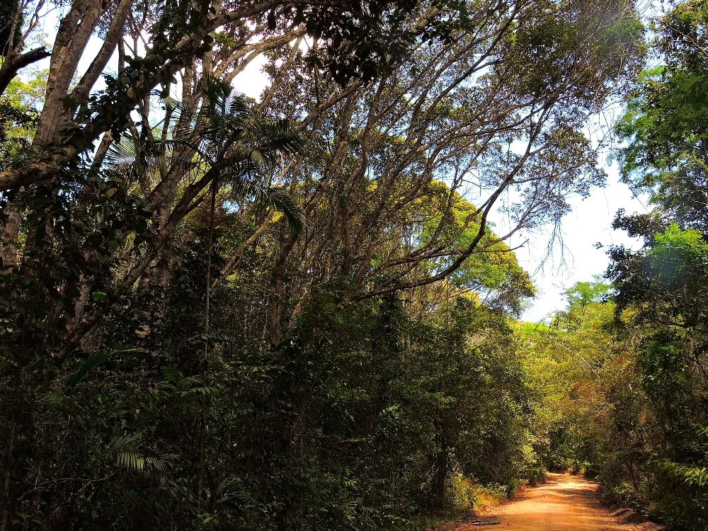 Veracel Forest Veracel Forest