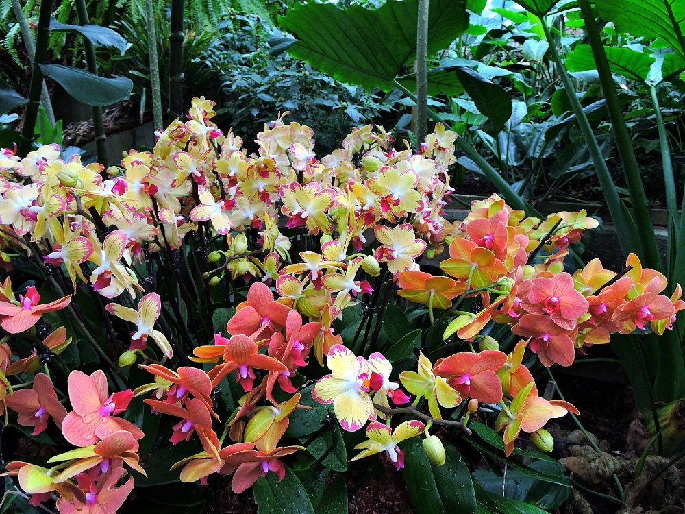  Orchid Festival 