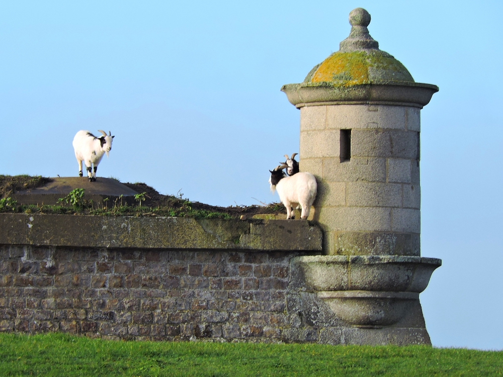  Goats at Fort 