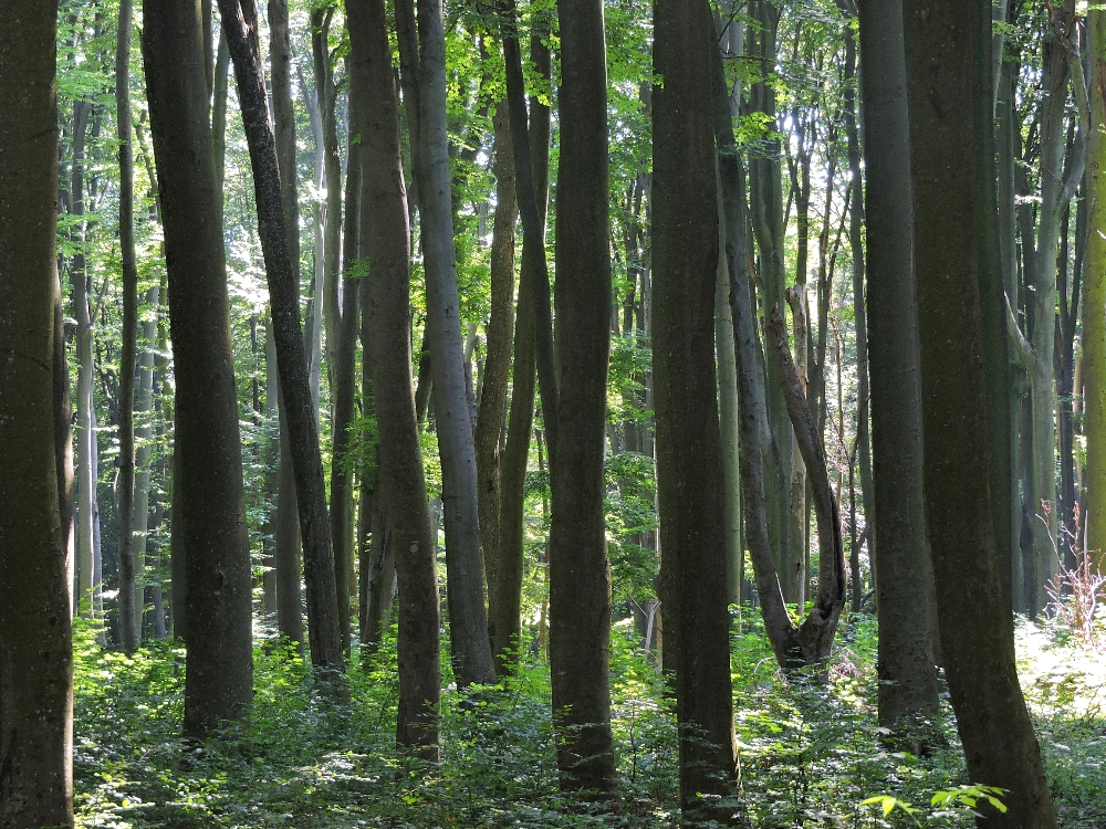  Sataniv Beech Forest 