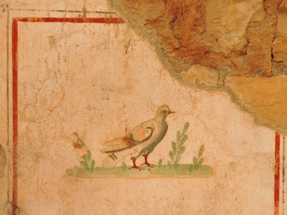 Dove Fresco Dove Fresco