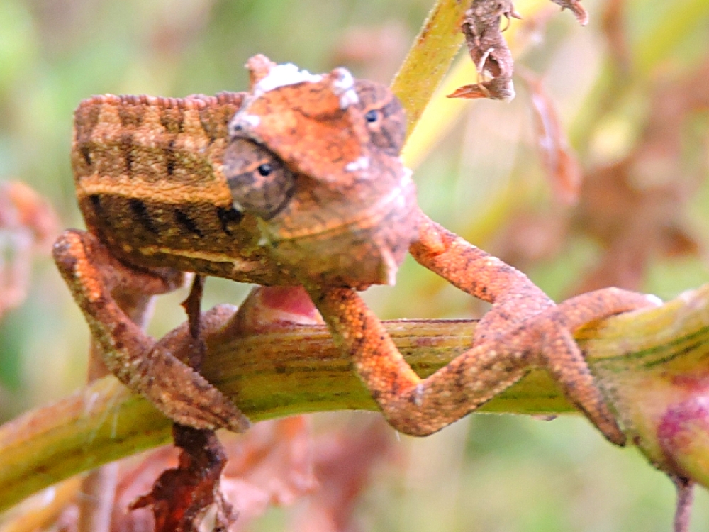 Stripe-Sided Chameleon Stripe-Sided Chameleon