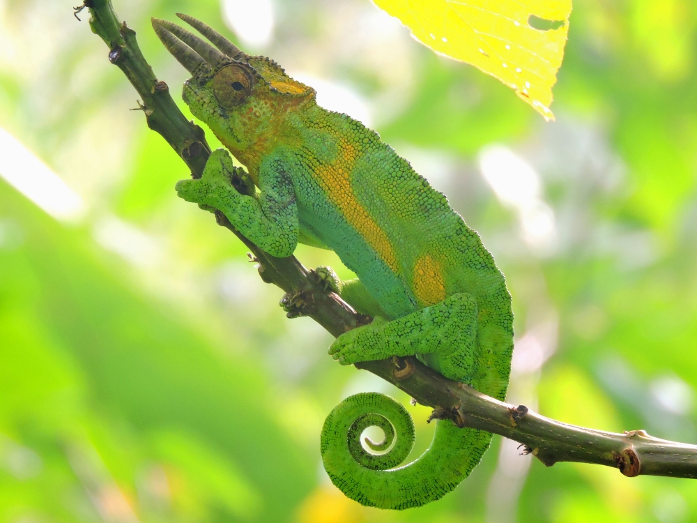  Jackson’s Chameleon 