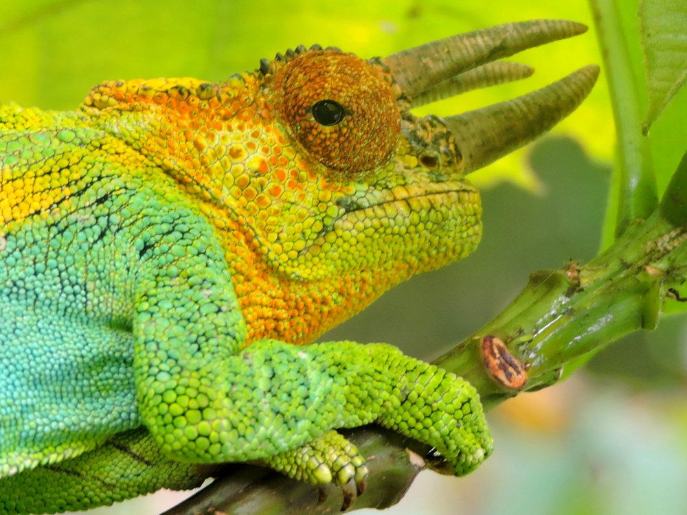  Jackson’s Chameleon 